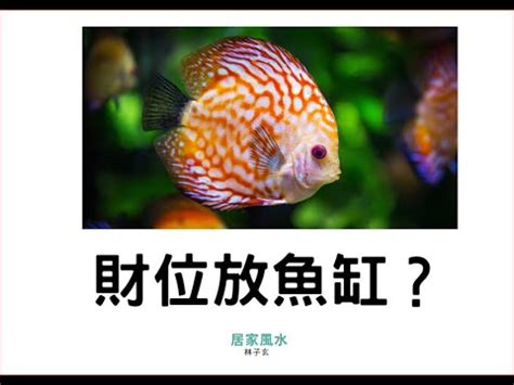 魚缸 財位|財位放魚缸？風水師揭5大禁忌